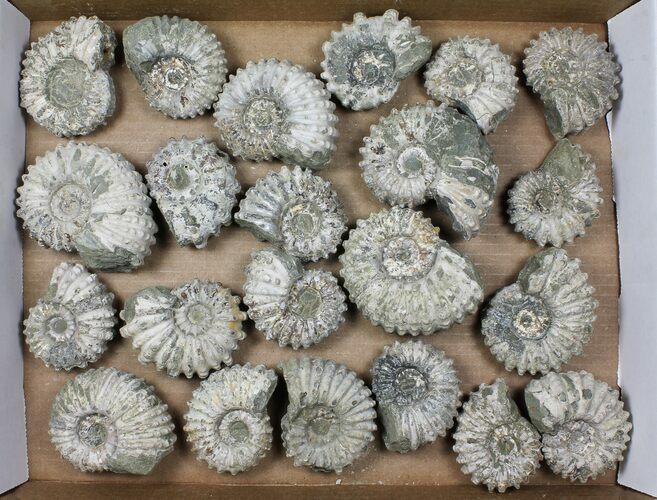Lot: Kg Bumpy Ammonite (Douvilleiceras) Fossils - pieces #103224